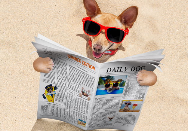Chula reading a newspaper at the beach Chula reading a newspaper at the beach